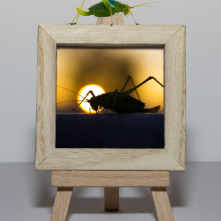 Grille Grille Grillegrille