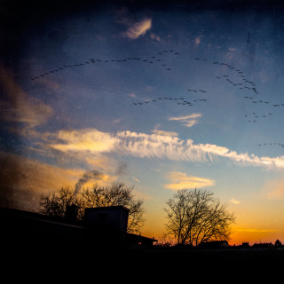 Fliegender Fisch Fliegender Fisch